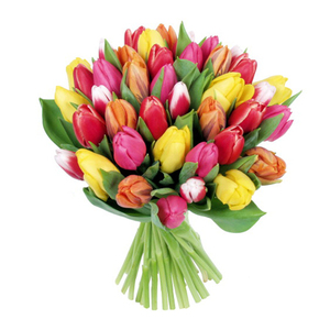 Разноцветные тюльпаны